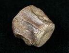 Champsosaurus Vertebrae (Cretaceous Reptile) #10826-1
